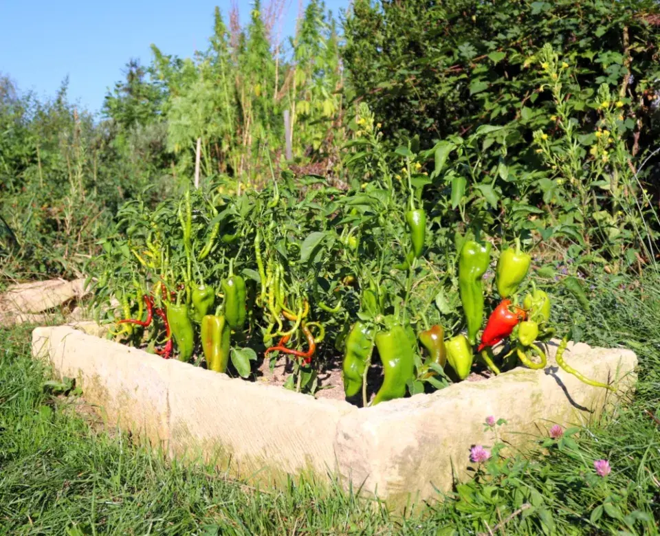 Papriky ve vyvýšeném záhonu