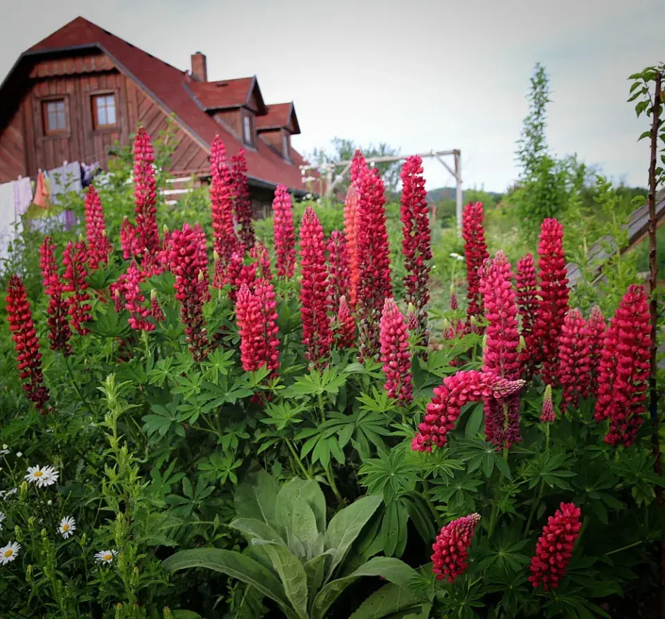 Červené květy lupiny