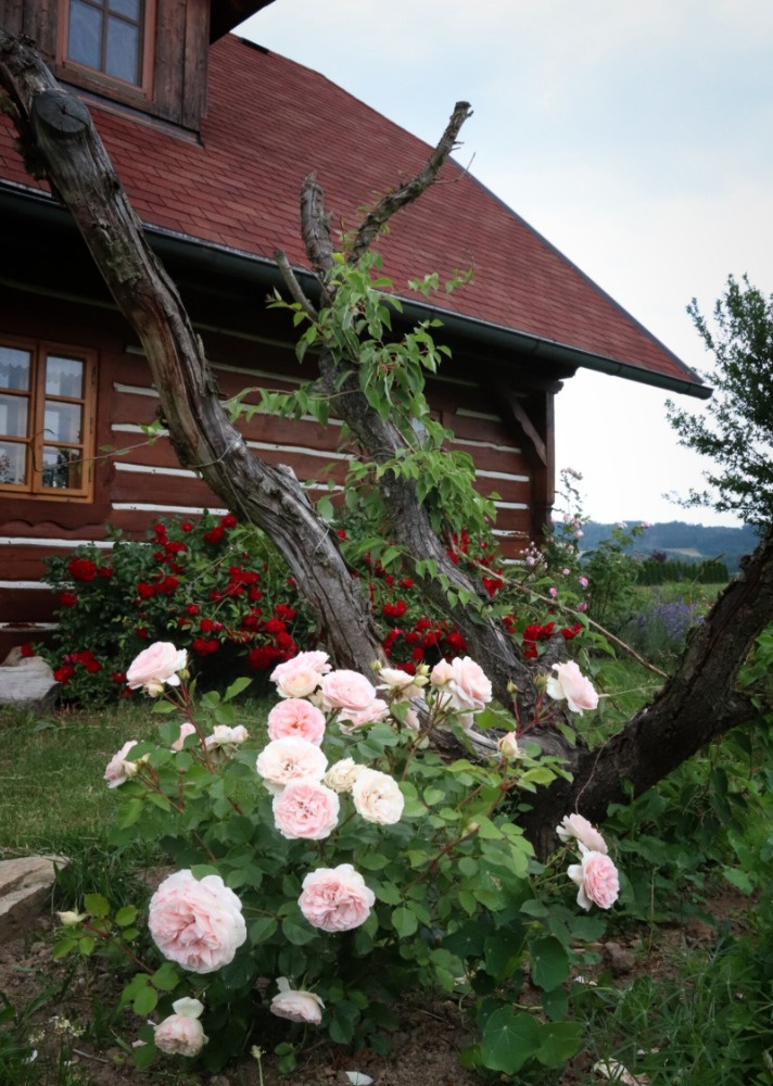 Suchý strom 