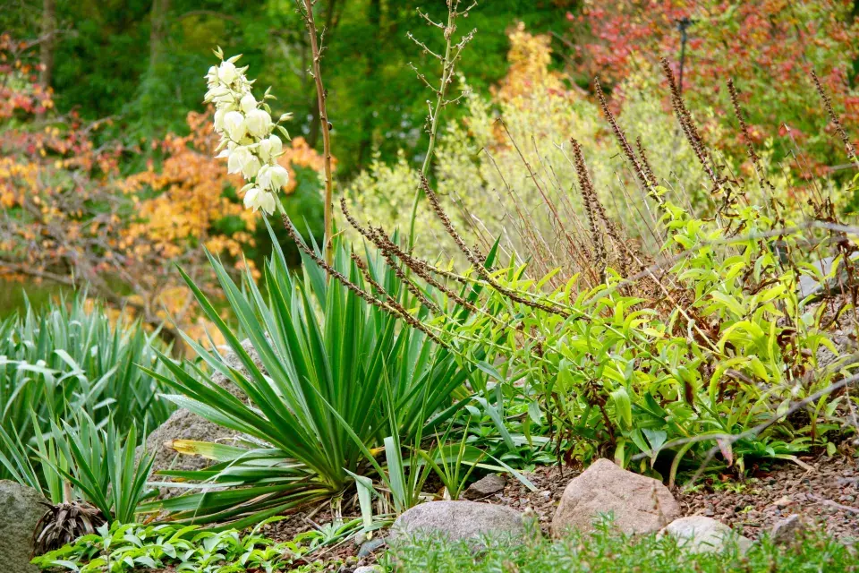 Rozkvetlá juka v podzimní zahradě