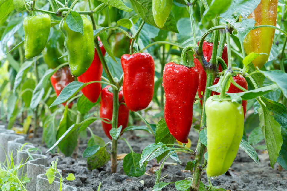 Zelené i červené plody paprik