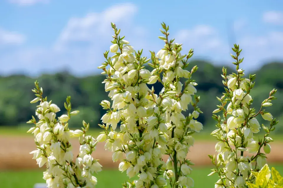 Květy juky vláknité