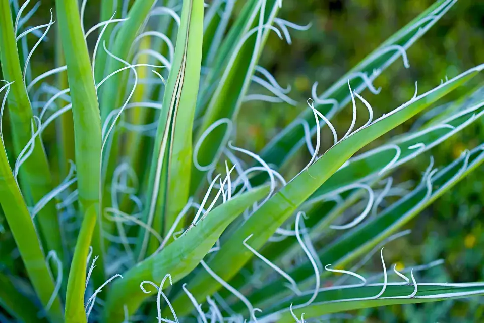 Listy a vlákna juky vláknité