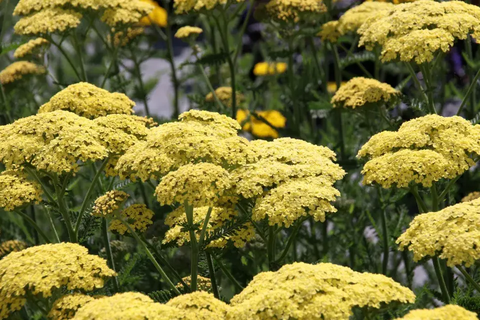 Řebříček ’Credo’