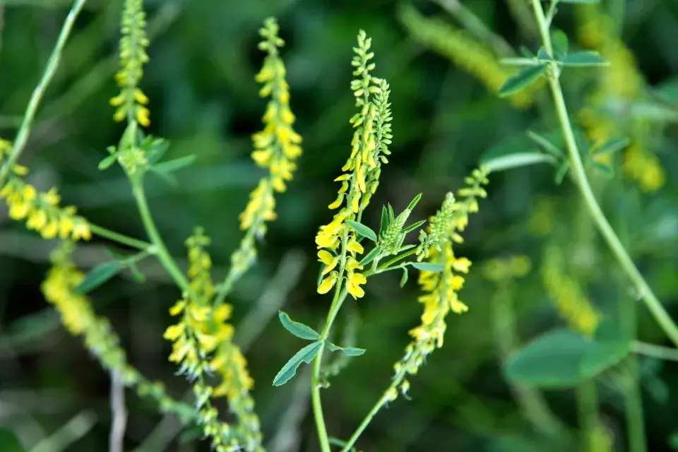 Komonice lékařská