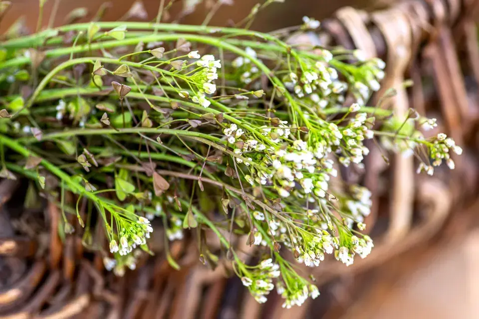 Kokoška pastuší tobolka