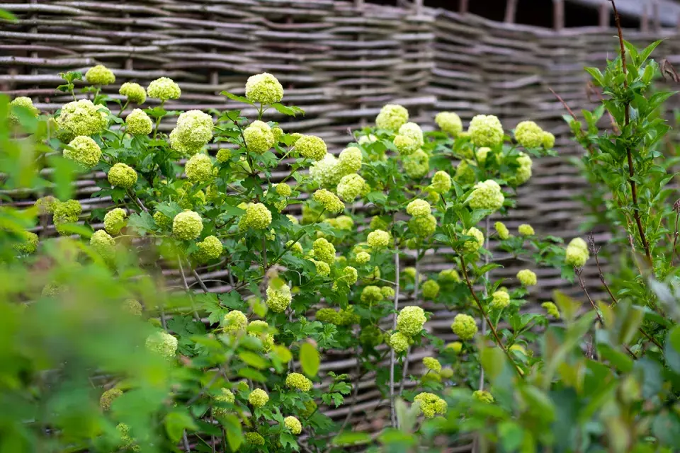 Lískové ploty pozadí