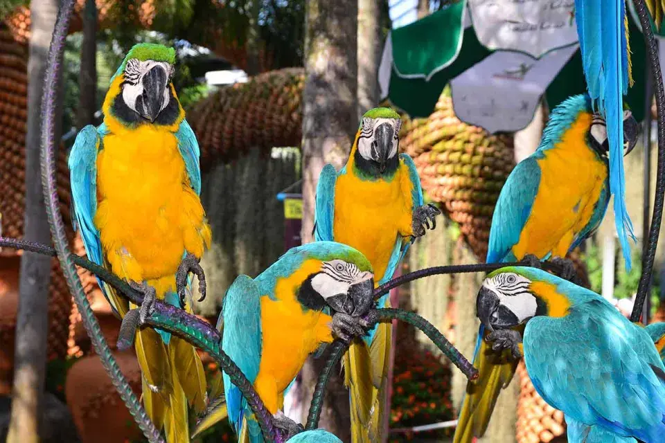 Tropická zahrada Nong Nooch