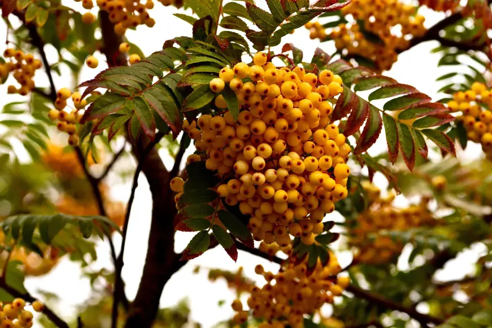 Jeřáb ’Joseph Rock’