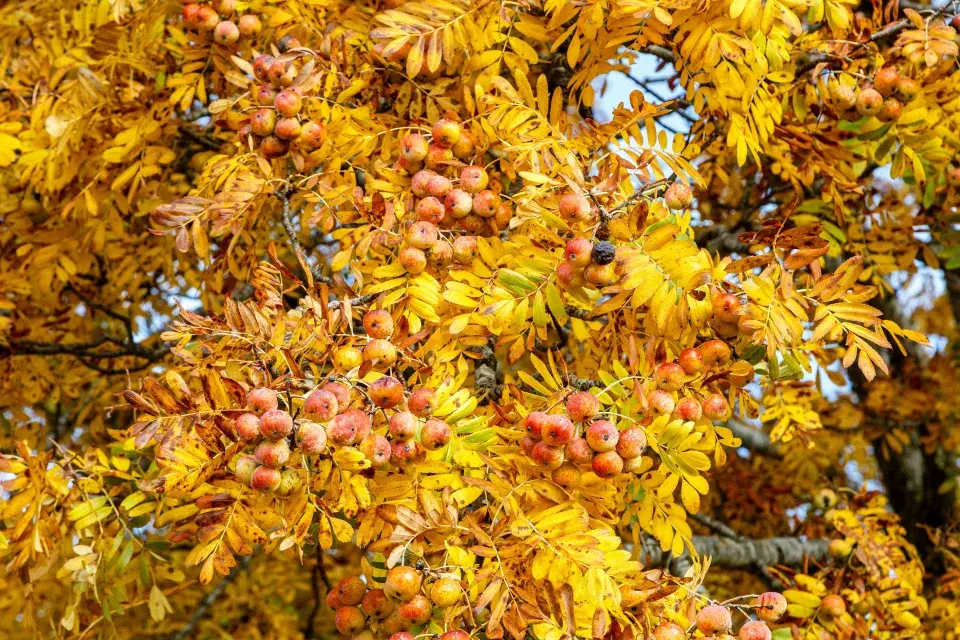 Jeřáb oskeruše (Sorbus domestica)
