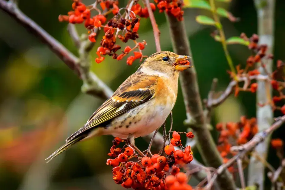 Pěnkava jikavec na jeřábu ptačím