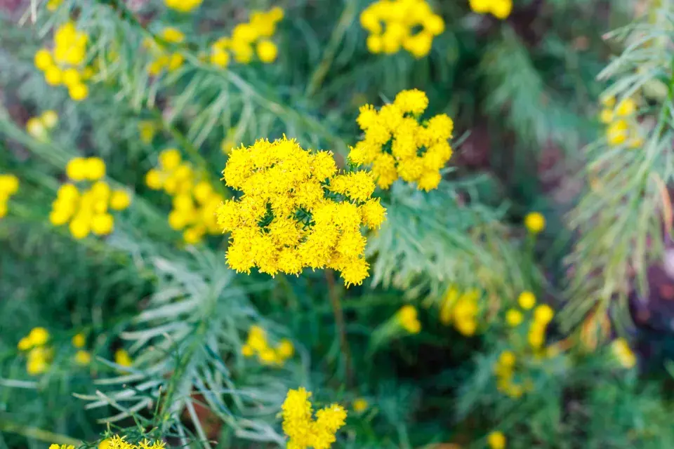Hvězdnice zlatovlásek (Aster linosyris)
