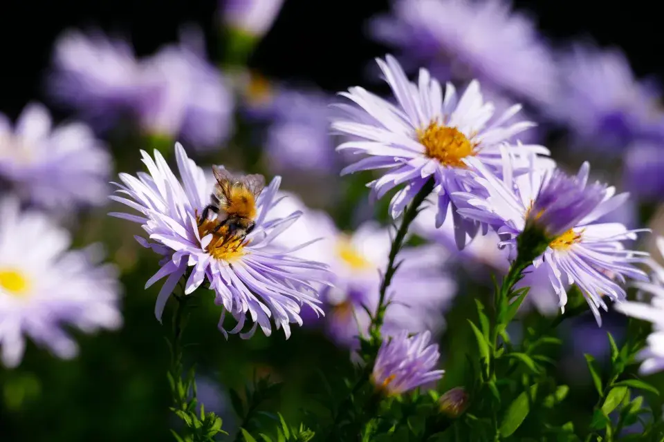 ’Asran’, nová odrůda asijské hvězdnice nestařcovité (Aster ageratoides)