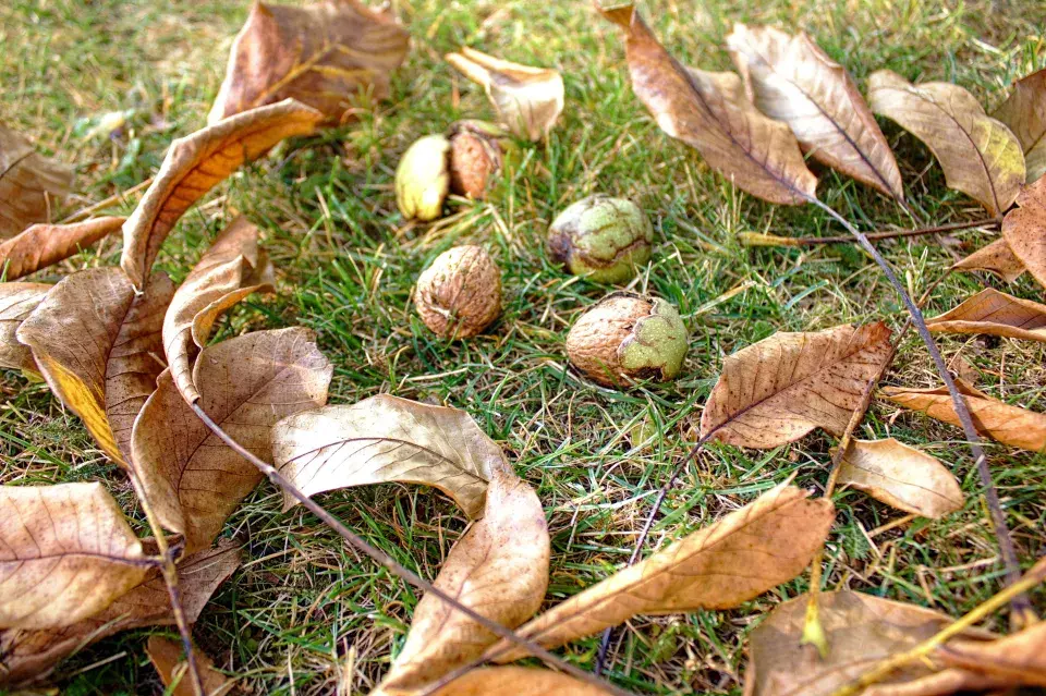 Ořechy v trávě