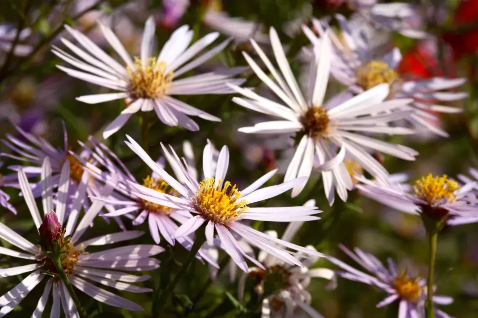 ’Lutetia’, odrůda hvězdice pyrenejské (Aster pyrenaeus)