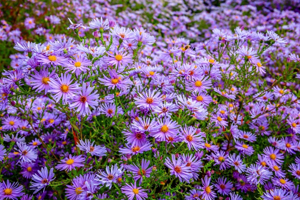 Hvězdnice křovitá (Aster dumosus), odrůda 'Blue Lagoon'