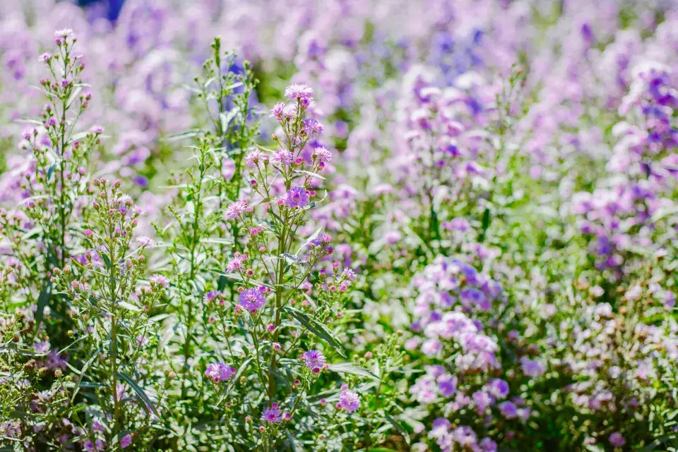 Hvězdnice vřesovcová (Aster ericoides), odrůda ’Blue Star’