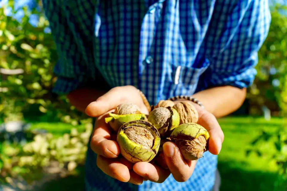 Dlaně plné ořechů