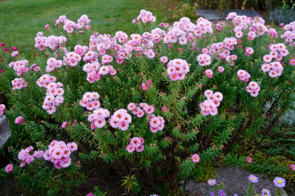 ’Rosa Sieger’, odrůda hvězdnice novoanglické (Aster novae-angliae)