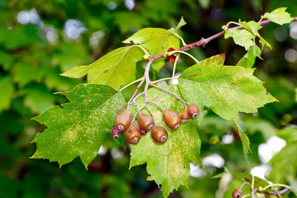 Jeřáb břek (Sorbus torminalis)