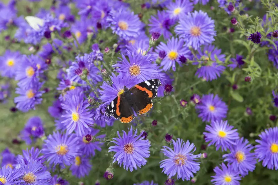 Hvězdnice novobelgická (Aster novi-belgii)