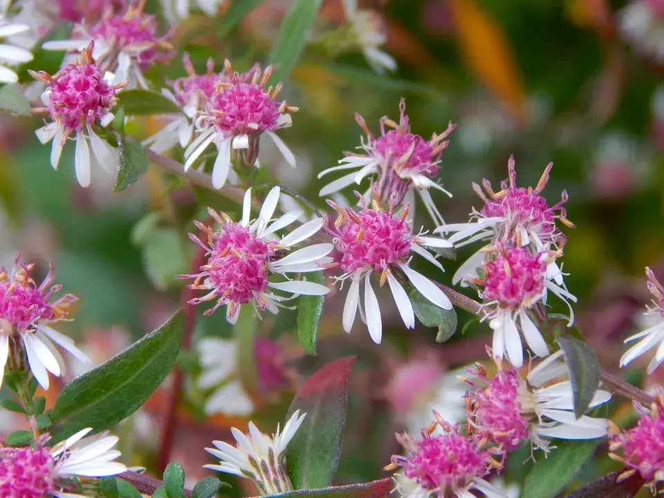Odrůda hvězdnice pokřivené (Aster laterifolius) ’Lady in Black’