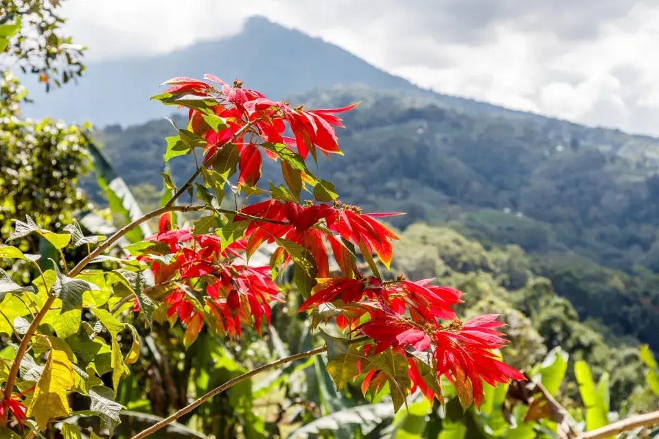 Poinsettie jako keř na Bali