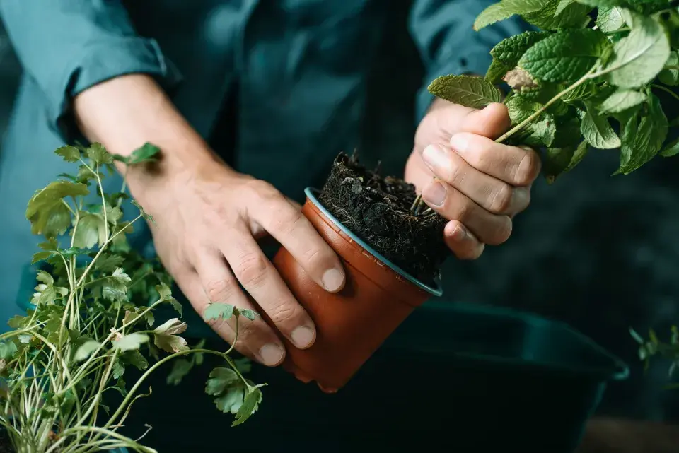 Kupované bylinky obvykle bez pomoci nepřežijí