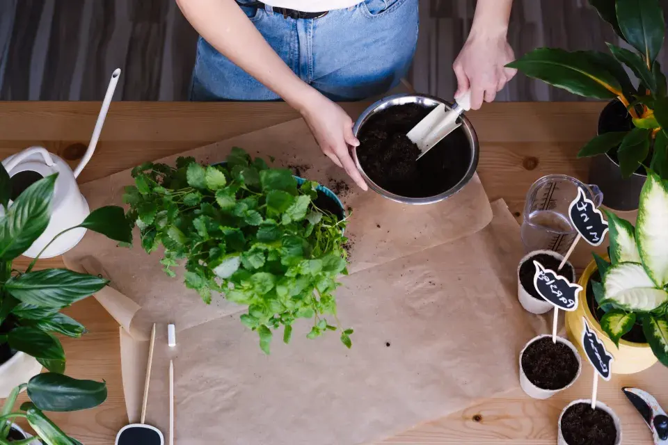 Přesazování bylinek