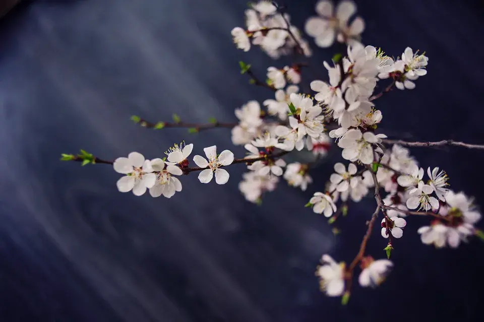 Větvičky rozkvetlých barborek