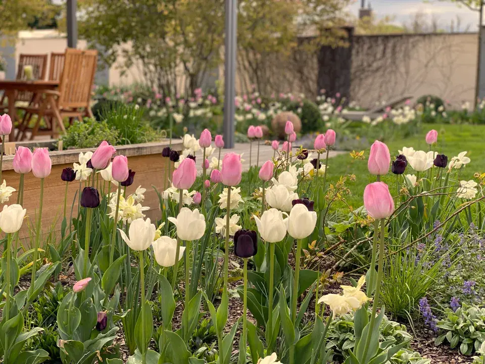 Zahrada pod muchovníky