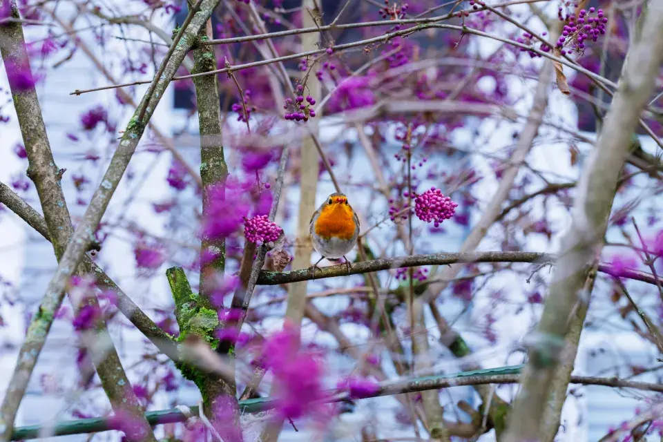 Červenka v keři krásnoplodky