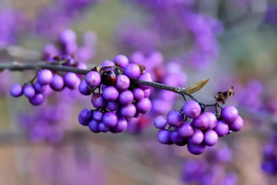 Fialové plody krásnoplodky Bodinierovy