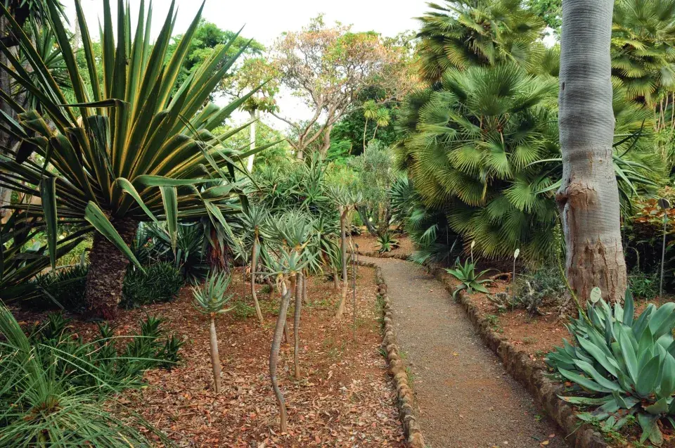 Aklimatizační zahrada La Orotava