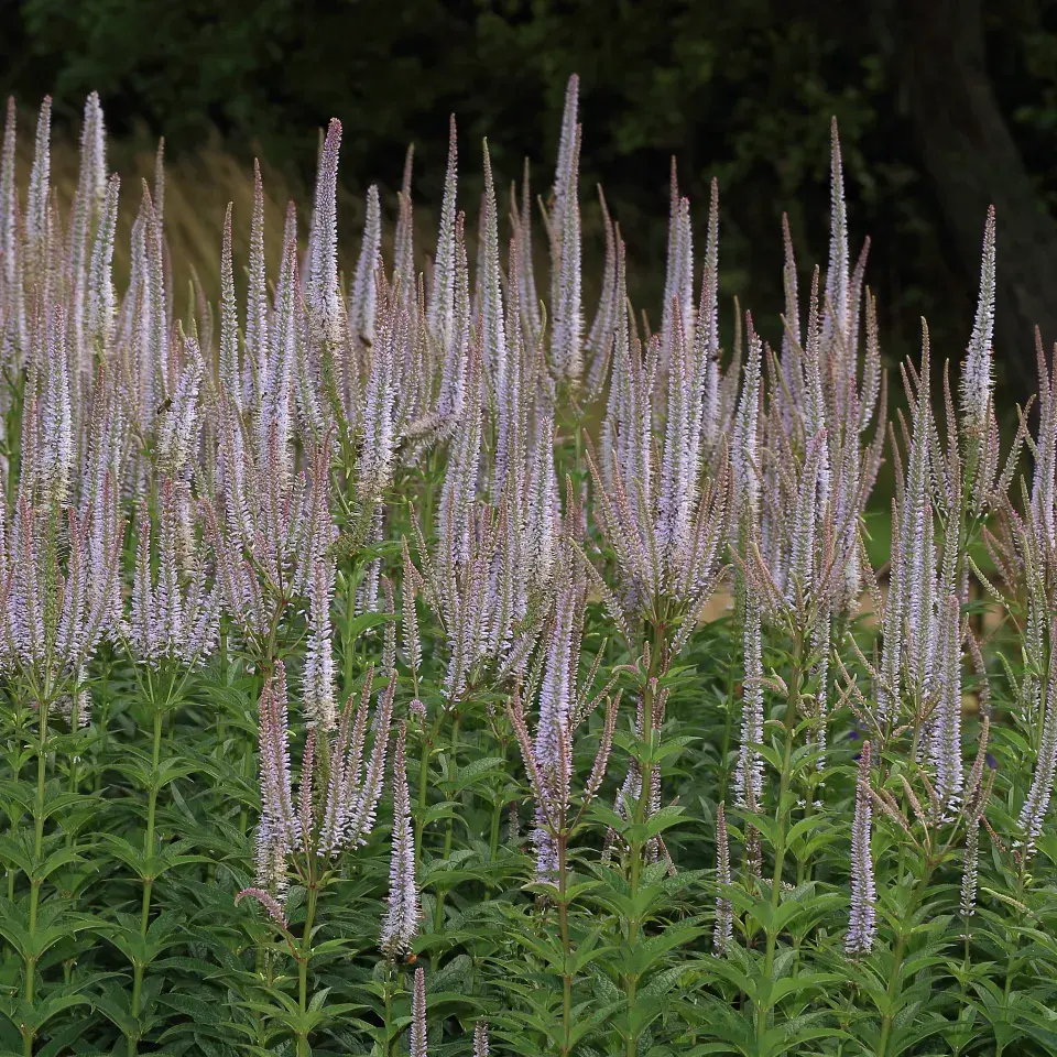 Veronicastrum