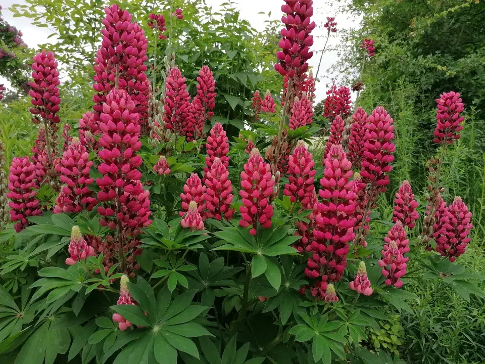 Vlčí bob mnoholistý