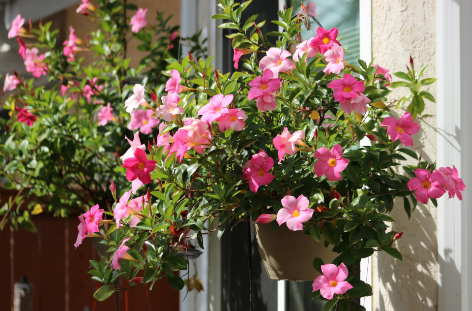 Mandevilla
