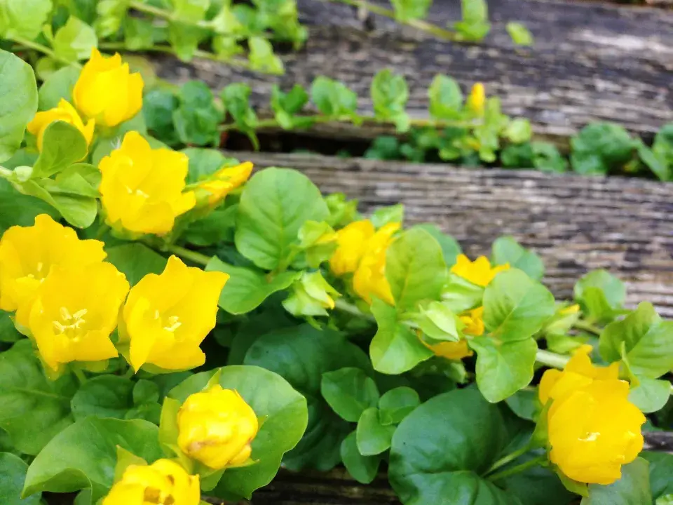 vrbina penízková vytváří husté koberce