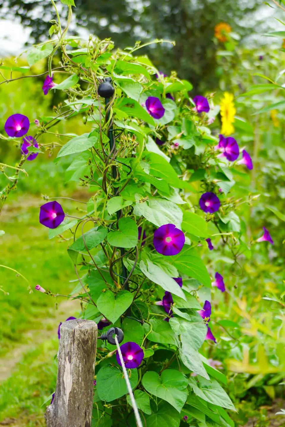 Povíjnice batátová