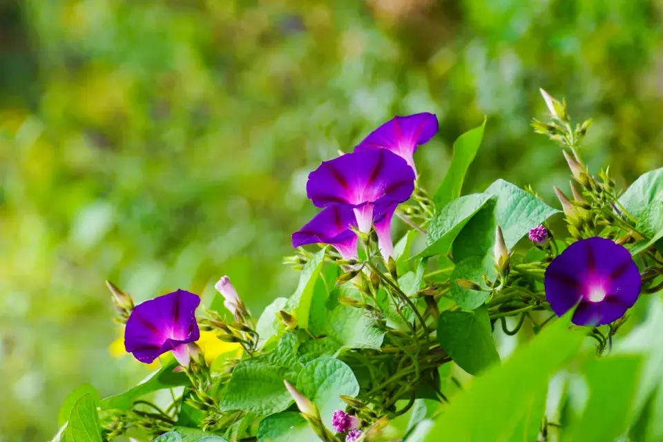 Povíjnice batátová