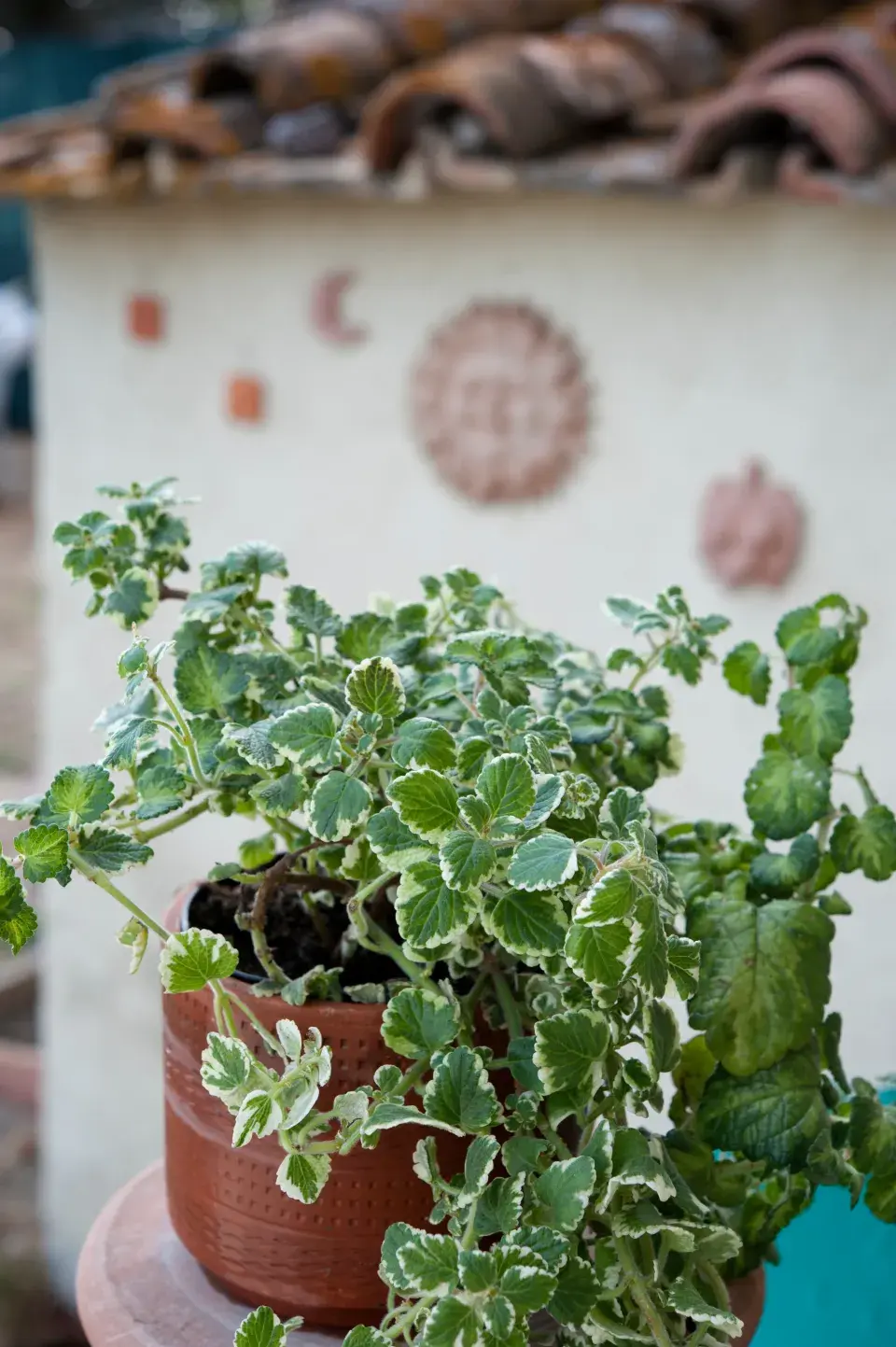 Plectranthus neboli molice