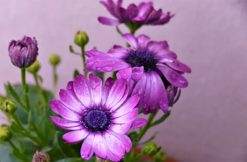 Osteospermum