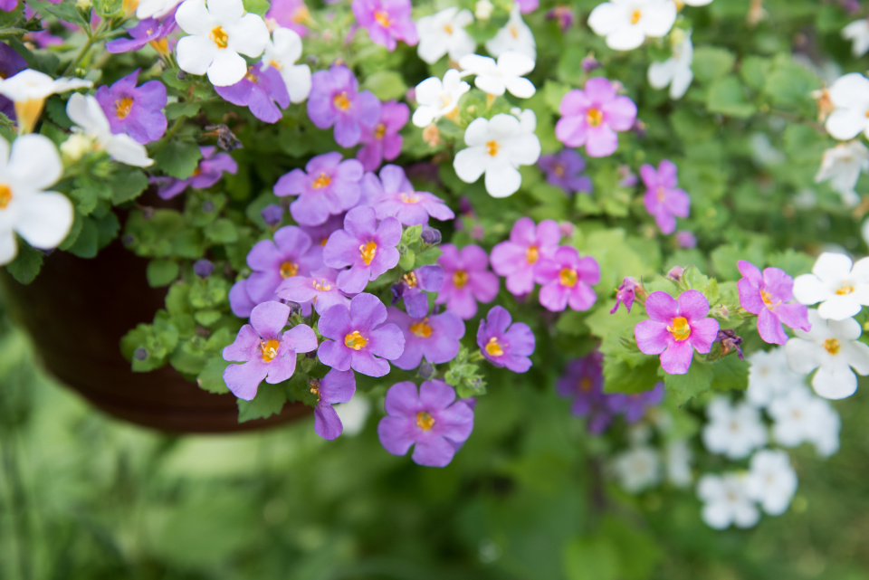 Bacopa