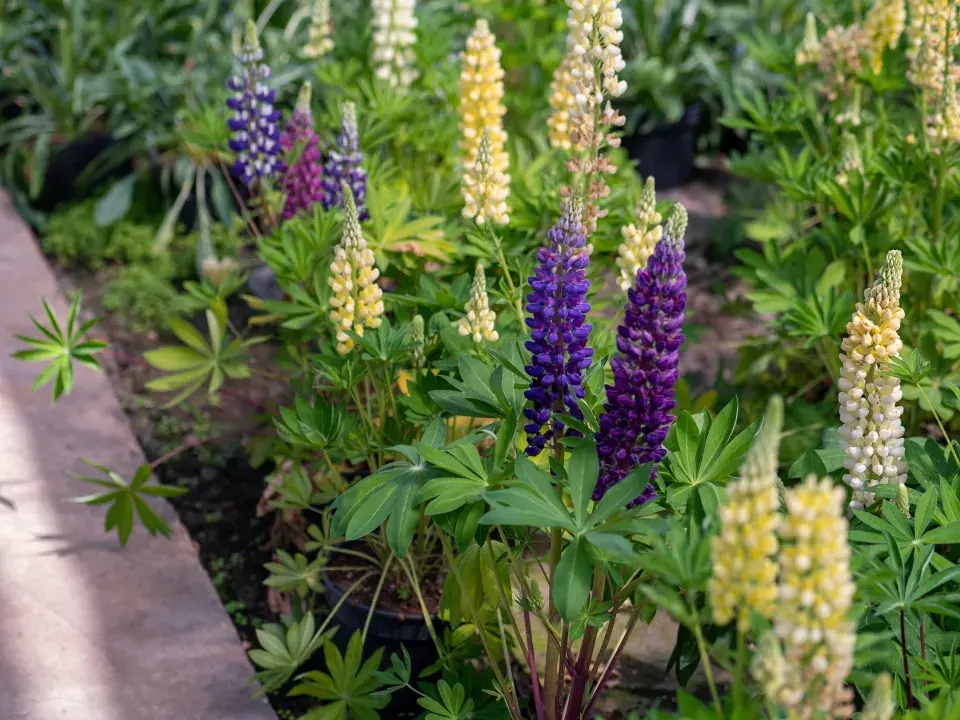 Vlčí bob mnoholistý - lupina