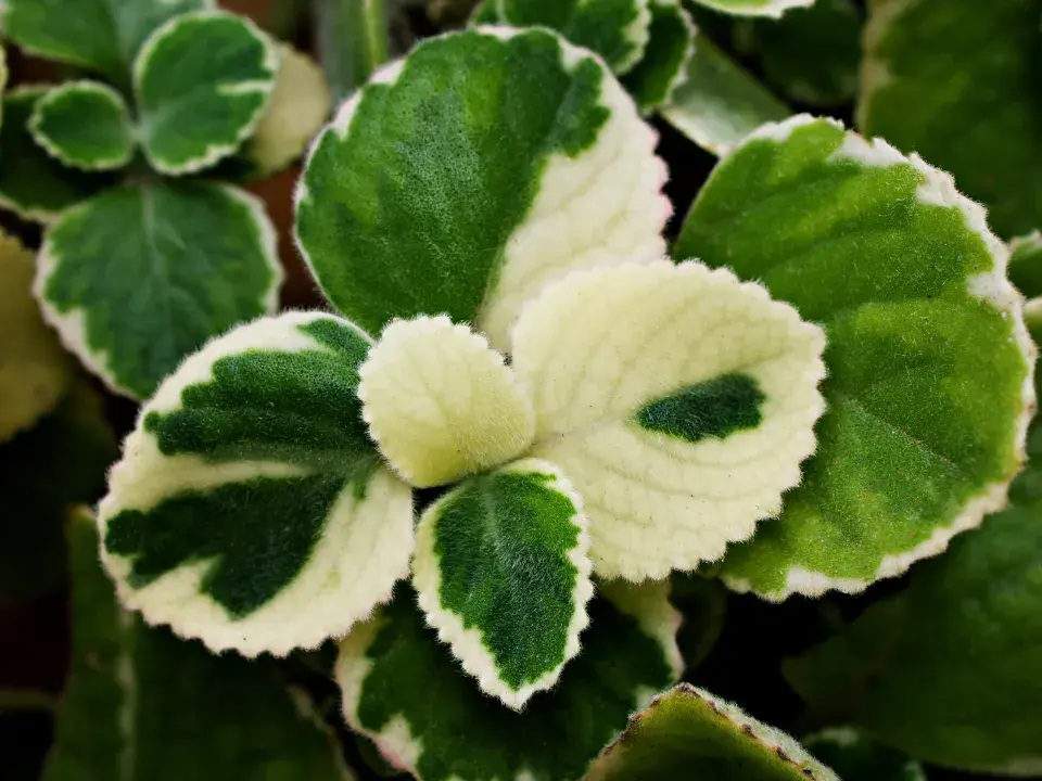 Plectranthus neboli molice