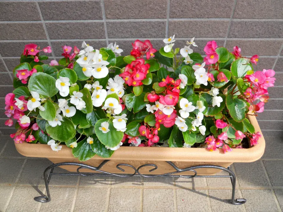 Begonia semperflorens