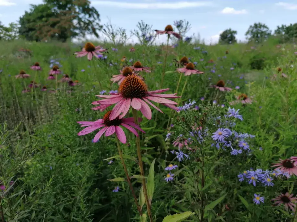 Třapatkovky mezi ostatními rostlinami