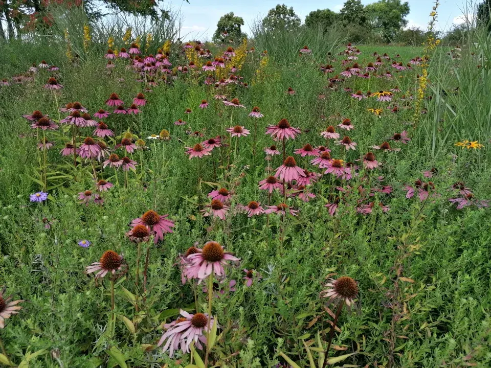 Třapatkovky ve skupině s ostatními suchomilnými rostlinami
