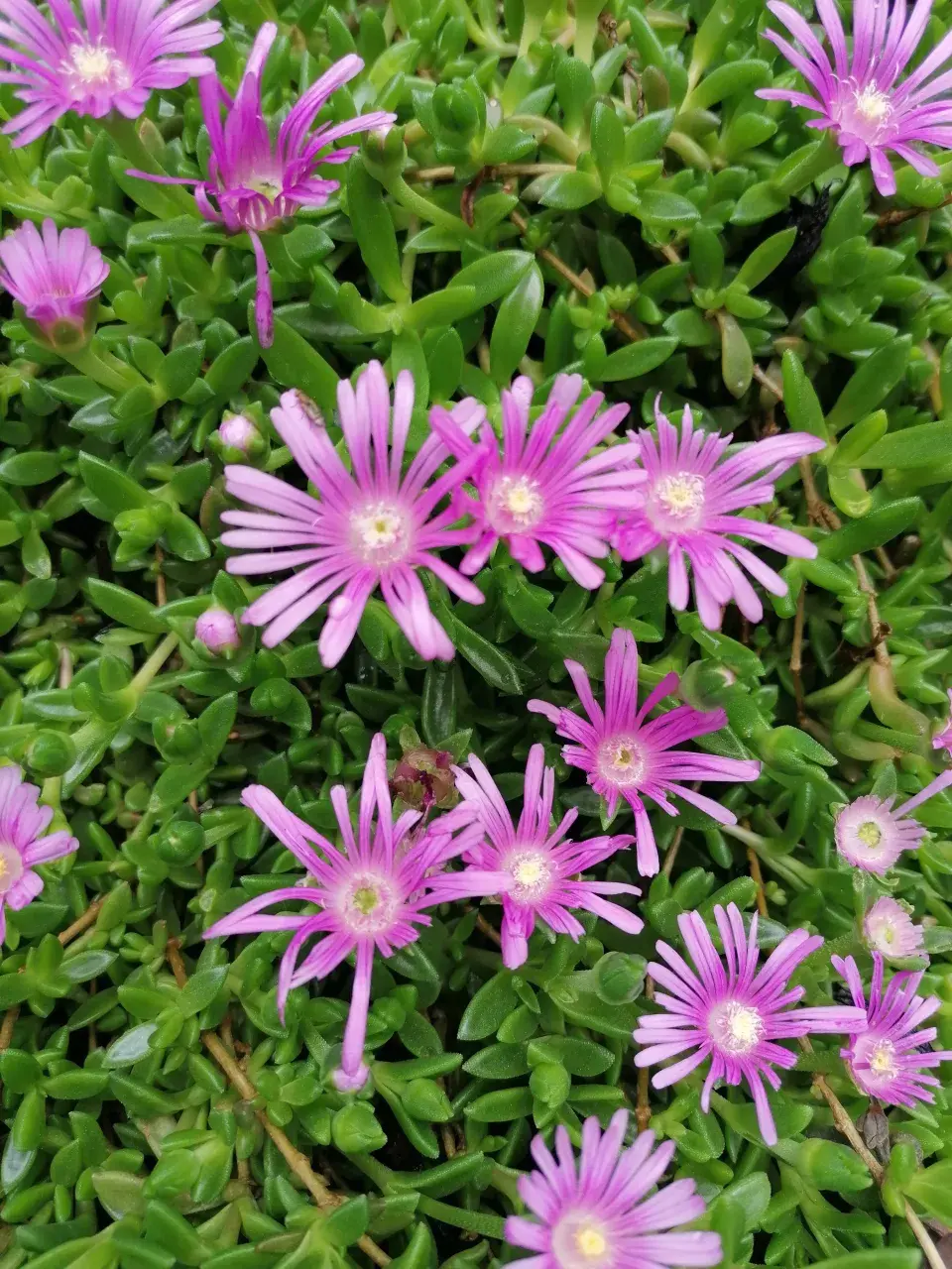 Delosperma