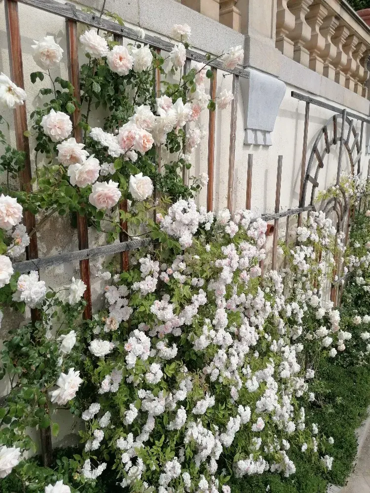 Pnoucí růže, díky kterým je všude plno nádherné vůně